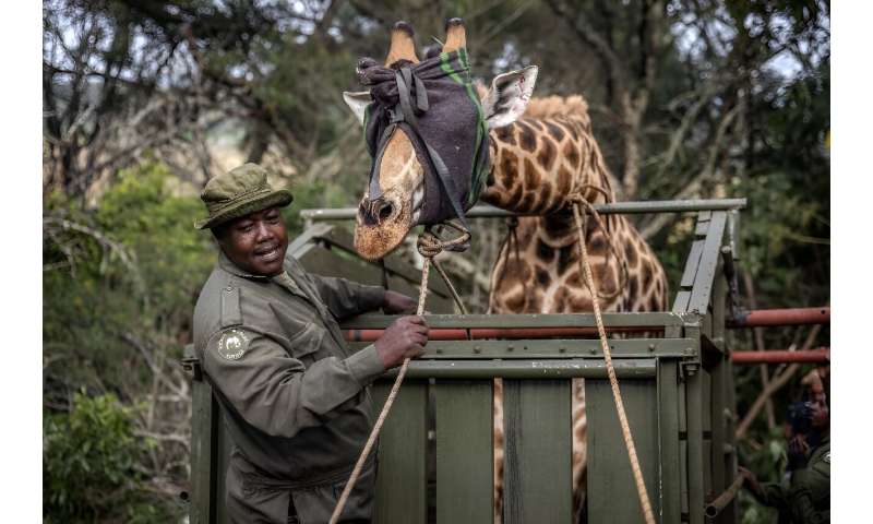 The giraffes are blindfolded before their transfer