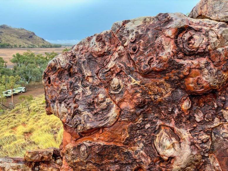 Egg Carton Stromatolites Trendall Western Australia