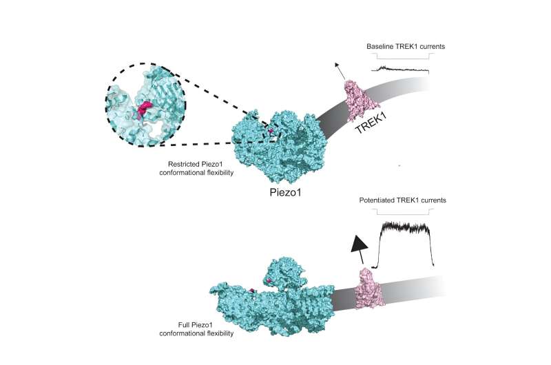 Body's Touch Sensor Has A Previously Undiscovered Signal