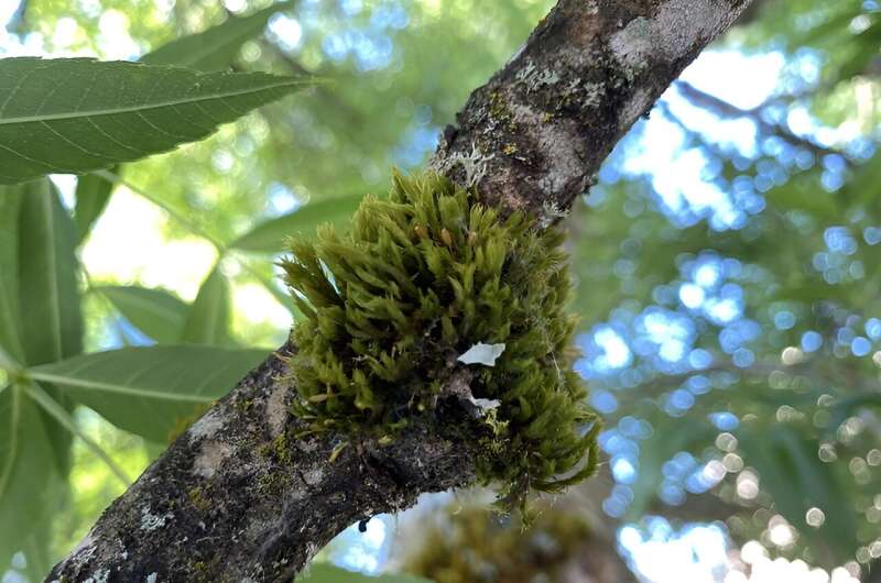 Study of urban moss raises concerns about lead levels in older Portland neighborhoods