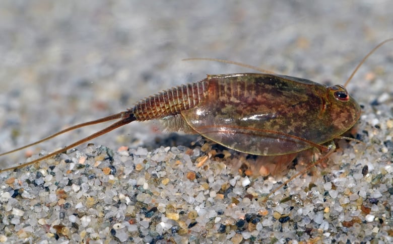 A small flat marine animal with long antennae and a long tail is seen on a sandy surface.