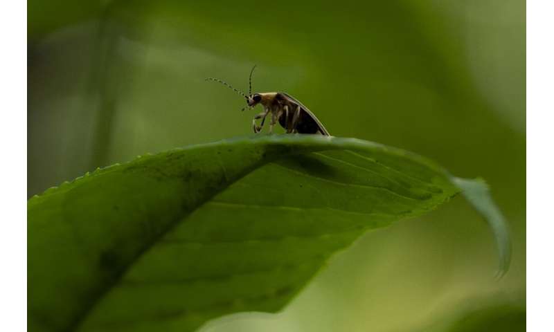 The flickering glow of summer's fireflies: too important to lose, too small to notice them gone