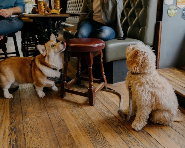 A corgi and a terrier looking upwards in the St Vincent bar 