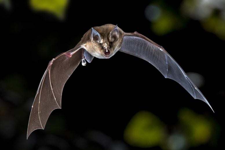 Flying Greater Horseshoe Bat