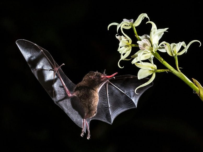 Brown Bat Costa Rica