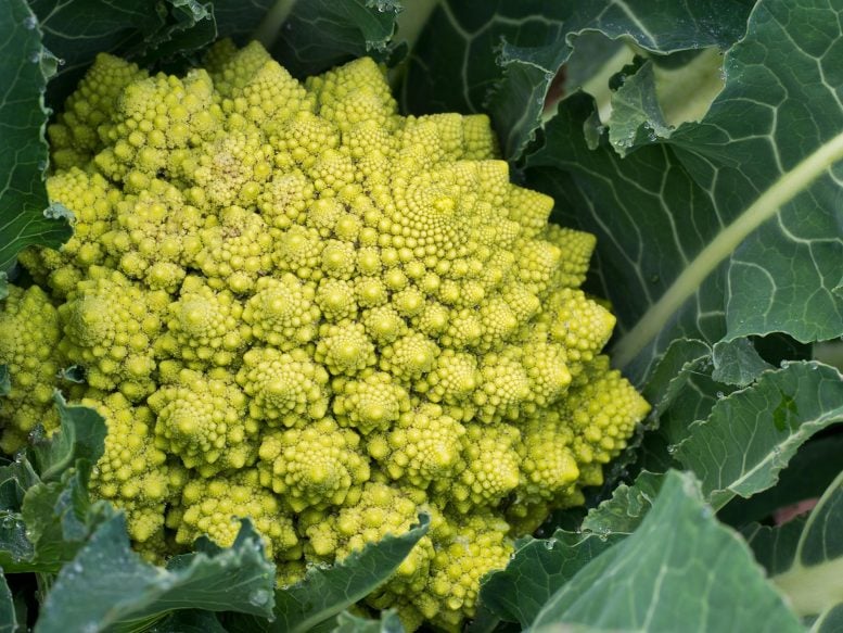 Romanesco Roman Cauliflower