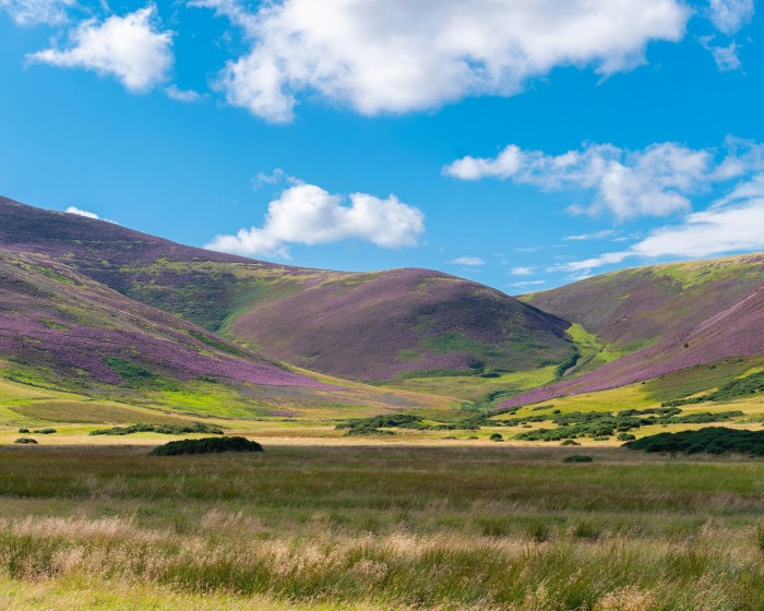 View of the heather-covered Pentland Hills