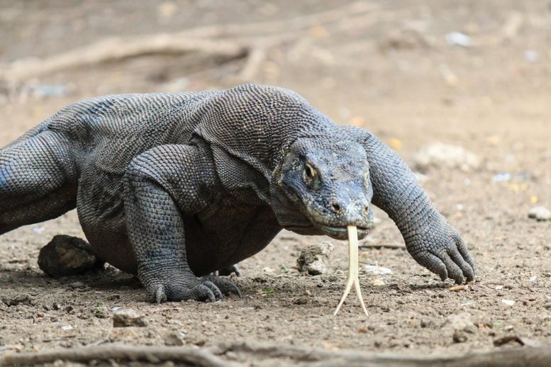 Komodo Dragon Stroll