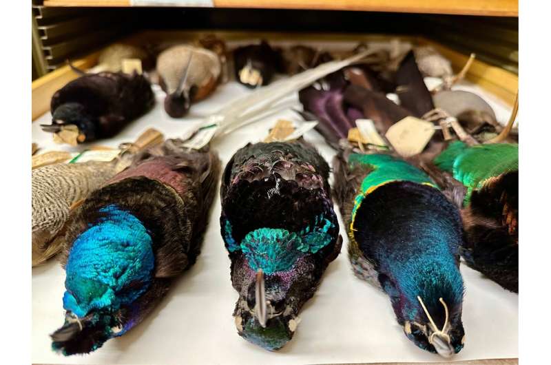 The ancestor of all modern birds probably had iridescent feathers