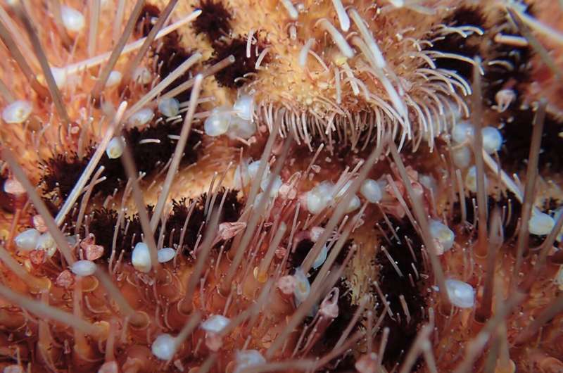 New clam species discovered in South Africa's kelp forest