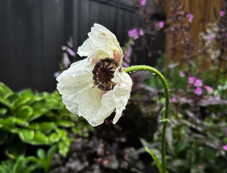 White flower in a garden.