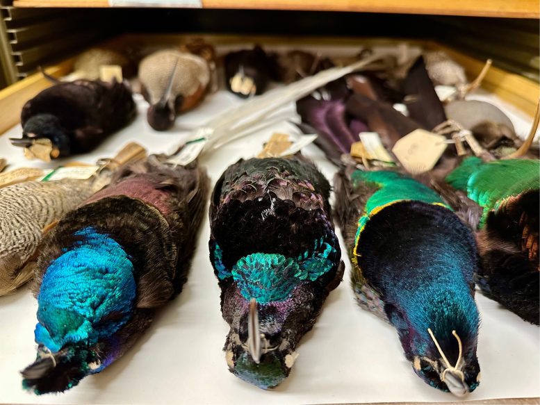 Birds of Paradise in the Field Museum’s Collections