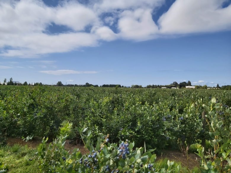 A field filled with green bushes laden with blue berries.  