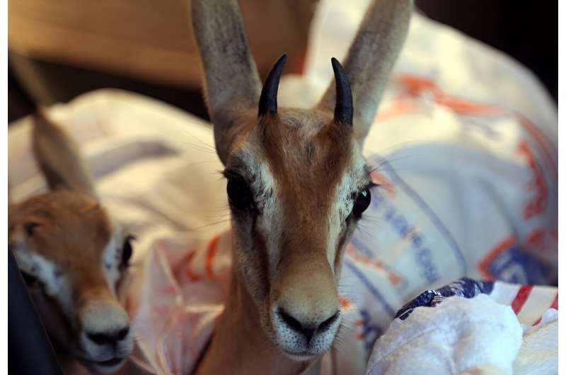 Libyan groups have been planting vegetation to help provide food for the animals in their new home