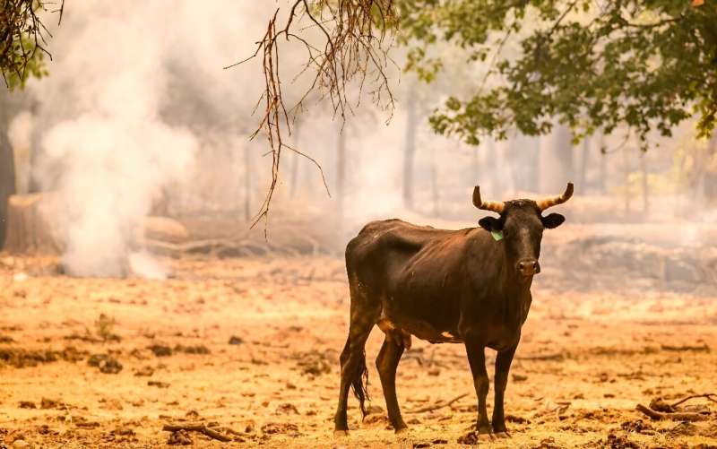 The fire, which prompted orders for more than 4,000 people to flee their homes, was burning through a largely rural, mountainous area near the city of Chico