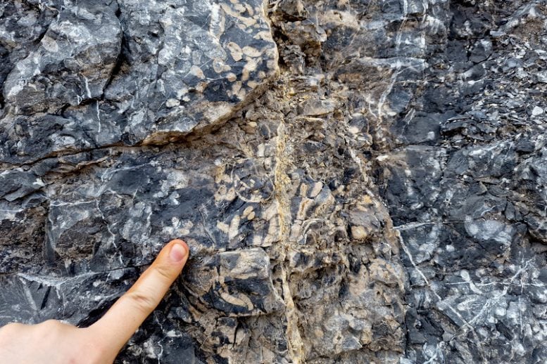 Fossils of Corals and Brachiopods in the Greyish Massenkalk Limestone