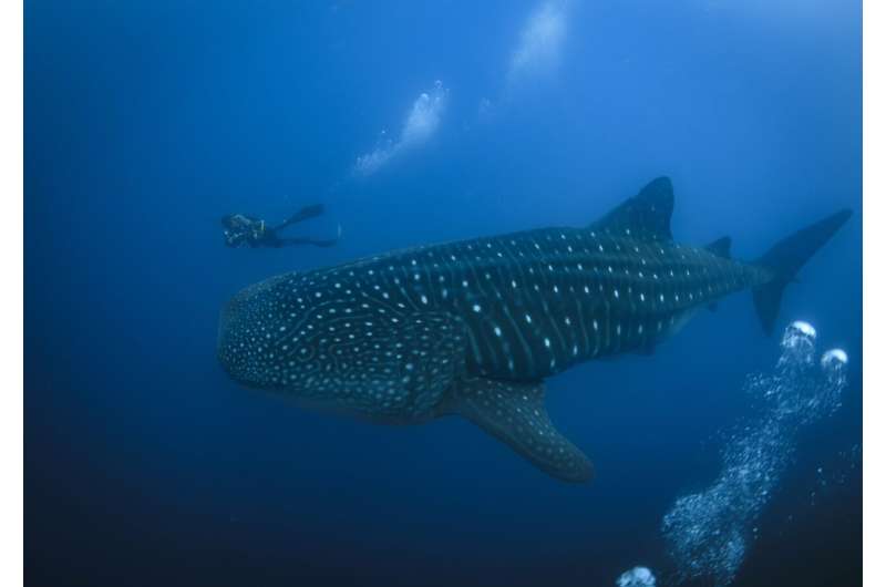 The Galapagos Islands and many of their unique creatures are at risk from warming waters