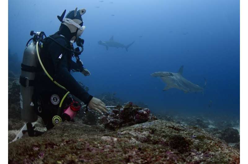 The Galapagos Islands and many of their unique creatures are at risk from warming waters