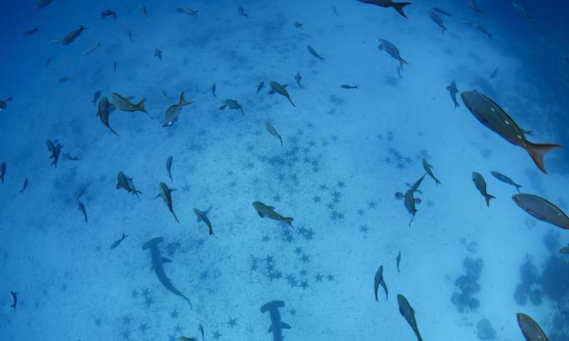 The Galapagos Islands and many of their unique creatures are at risk from warming waters