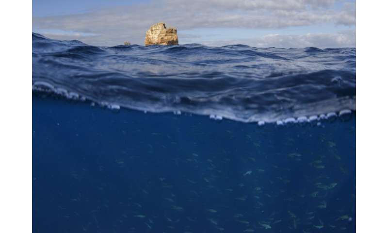 The Galapagos Islands and many of their unique creatures are at risk from warming waters