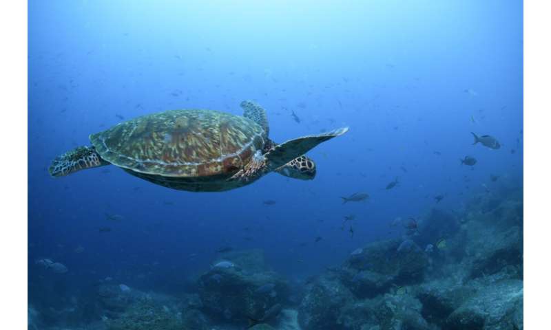 The Galapagos Islands and many of their unique creatures are at risk from warming waters