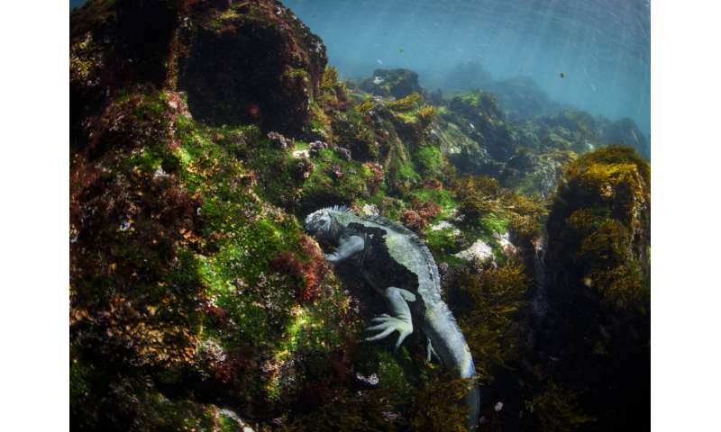 The Galapagos Islands and many of their unique creatures are at risk from warming waters