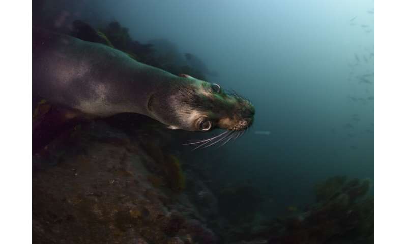 The Galapagos Islands and many of their unique creatures are at risk from warming waters