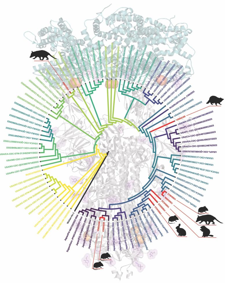 COVID Wildlife Variants