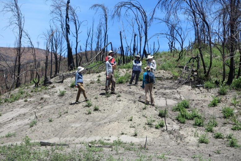 Camp Fire Site Post Wildfire