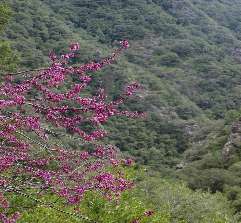 Redbuds in Bloom