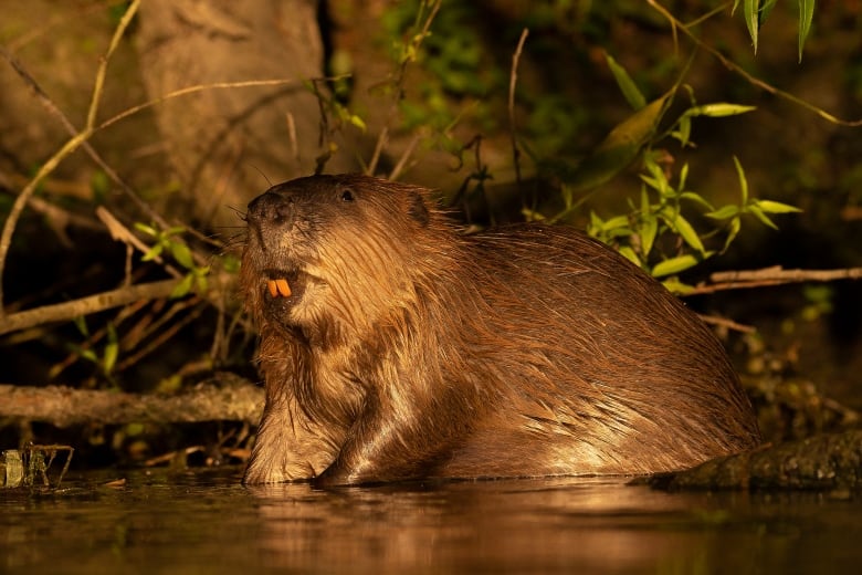 A beaver with orange buck teeth sits in the eater