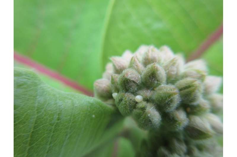 Monarch butterflies need help, and a little bit of milkweed goes a long way