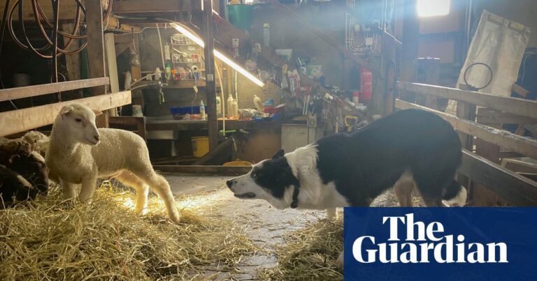 ‘The collie was trying to herd the lamb – but failing’: Mark Aitken’s best phone picture | Photography