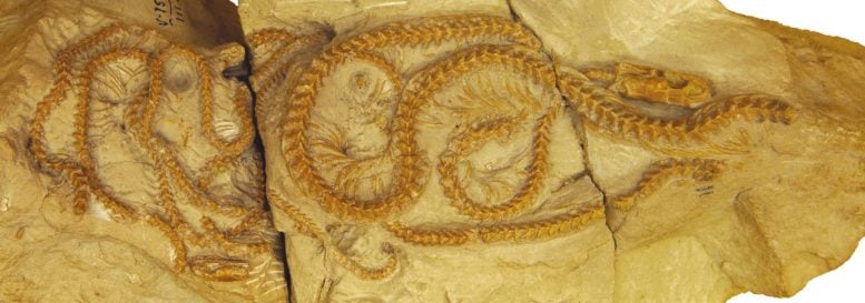 Hibernophis breithaupti Fossil