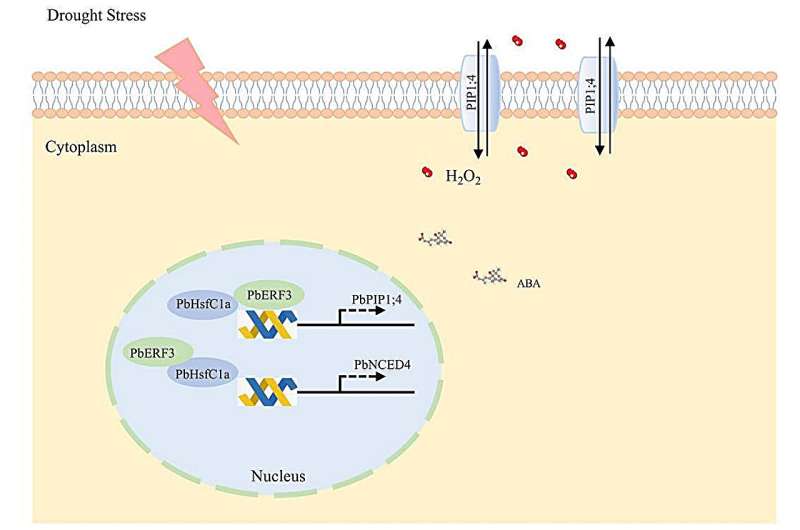 Pear-derived discovery: a genetic mechanism to fortify crops against drought