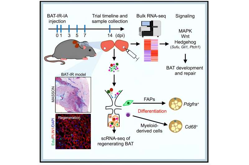 A new model to study regeneration of brown adipose tissues