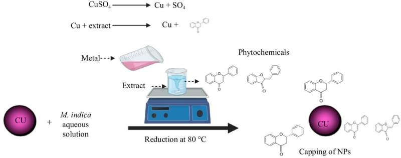 Green synthesis of copper oxide nanoparticles from mangifera indica: A sustainable solution for agricultural disease management