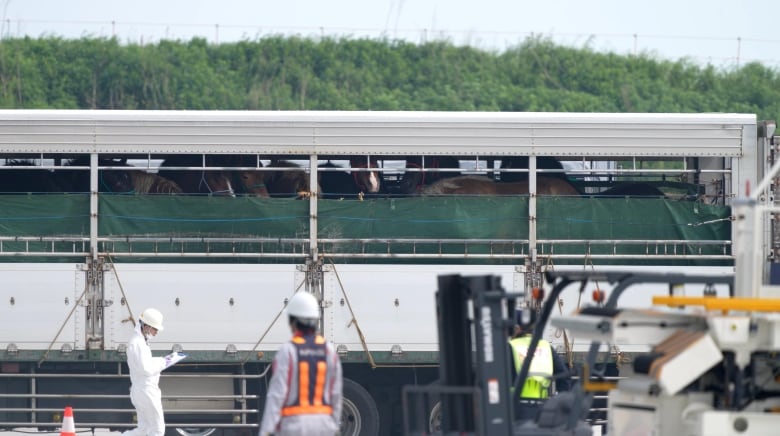 Horses are shown standing in a transport vehicle, with workers in hardhats standing nearby.