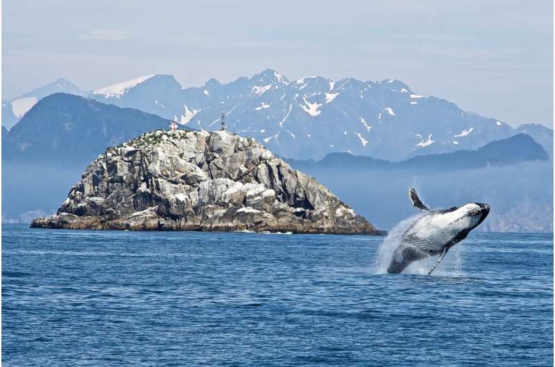 baleen whale