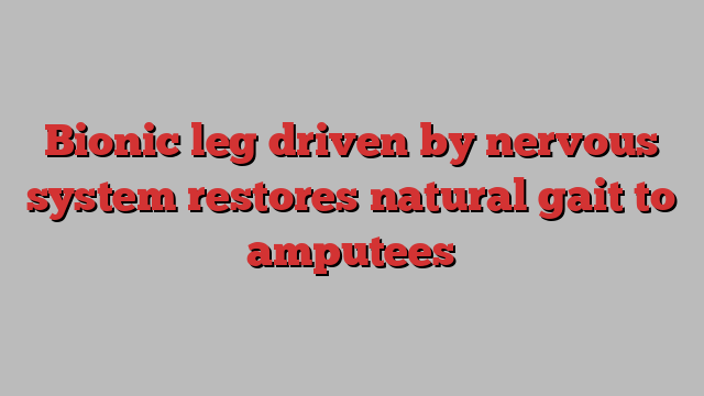 Bionic leg driven by nervous system restores natural gait to amputees