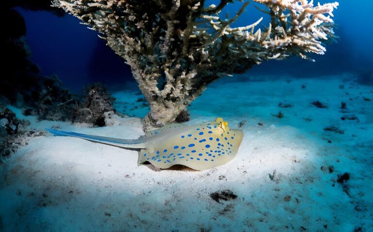 Mysterious Origin of the Ribbontail Ray’s Electric Blue Spots Revealed