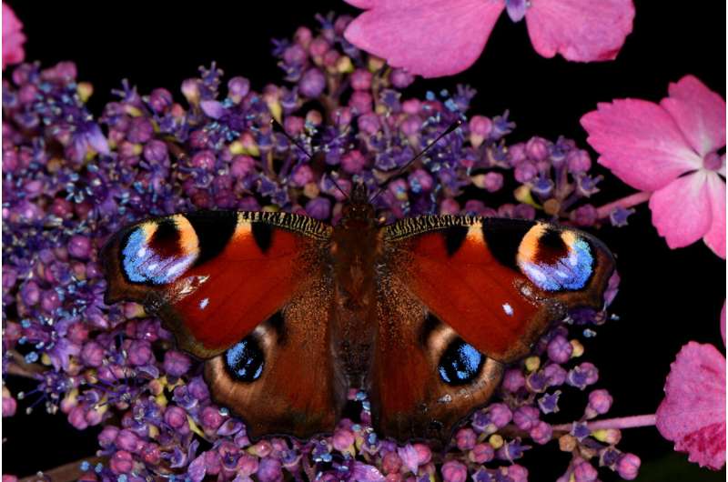 Butterflies accumulate enough static electricity to attract pollen without contact, new research finds