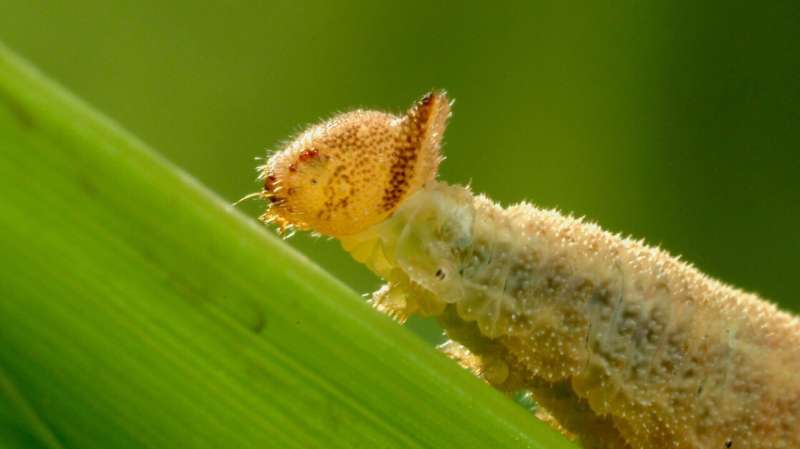 Like mother, like daughter: How caterpillars pass down food preferences to their offspring