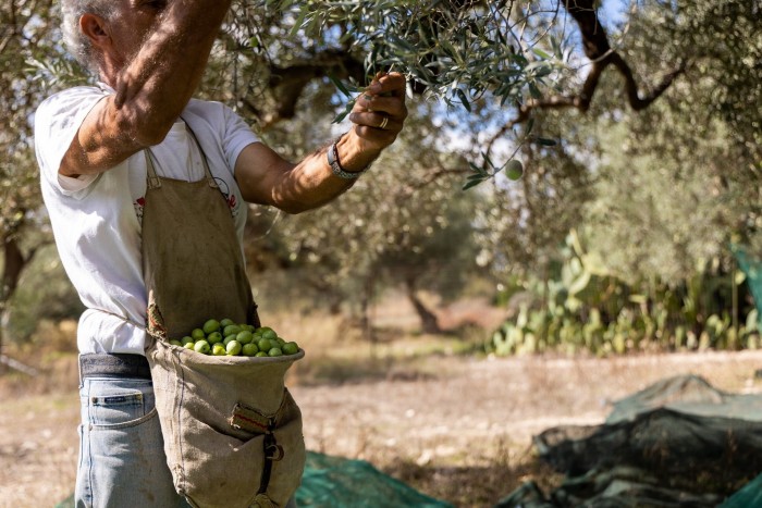 Guccione’s olive groves in Chiaramonte Gulfi, Sicily