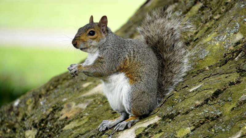 Eastern grey squirrel