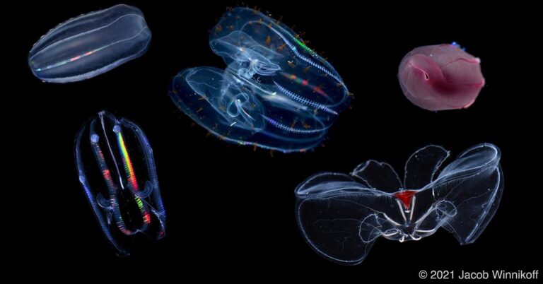 How Comb Jellies Defy Ocean Pressure