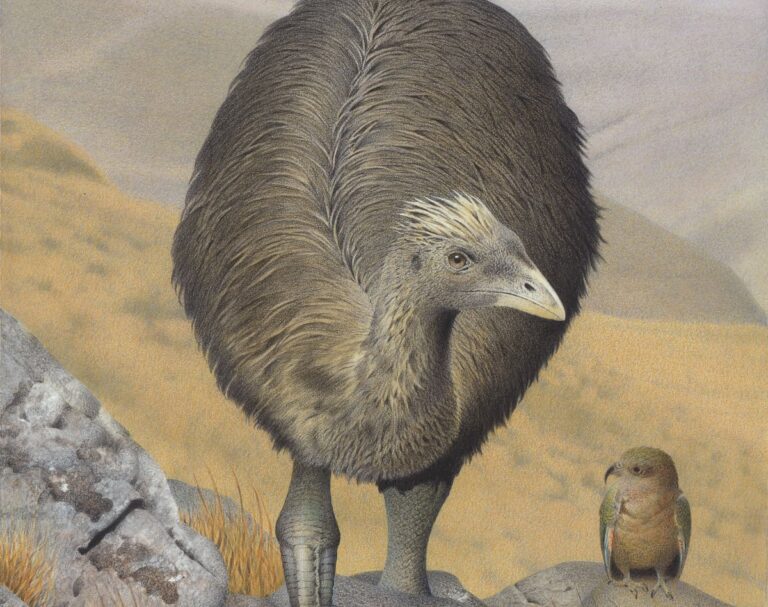 New Zealand’s Endangered Birds Find Refuge in Ancient Moa Habitats