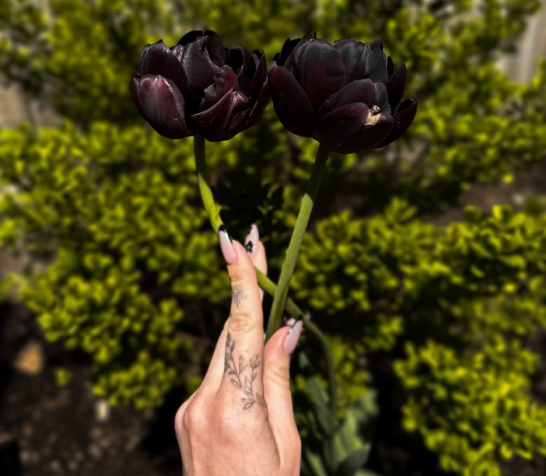 Black hero tulips held up in a garden.