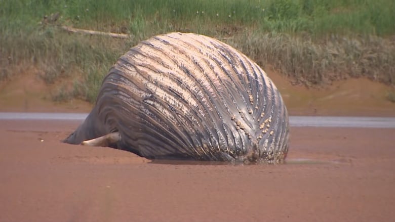 dead whale on muddy ground.