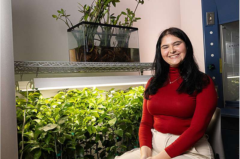 UCF researchers develop nano-treatment to help save mangroves from deadly disease